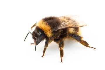 Icône d'un apiculteur