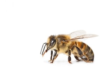 Icône d'un apiculteur