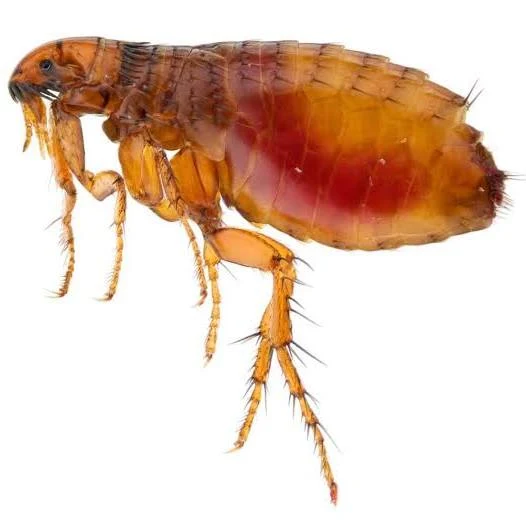 Problèmes causés par les puces